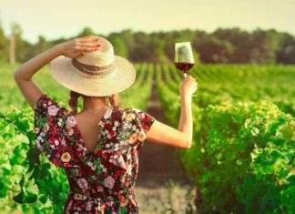 Back view of woman in vineyard drinking glass of red wine at sunset