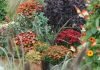 Plants for autumn colour in pots