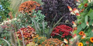Plants for autumn colour in pots