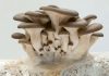 How to grow your own mushrooms indoors