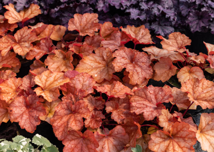 heuchera plants as very nice natural background for autumn pots