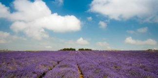 Best lavender farms to visit