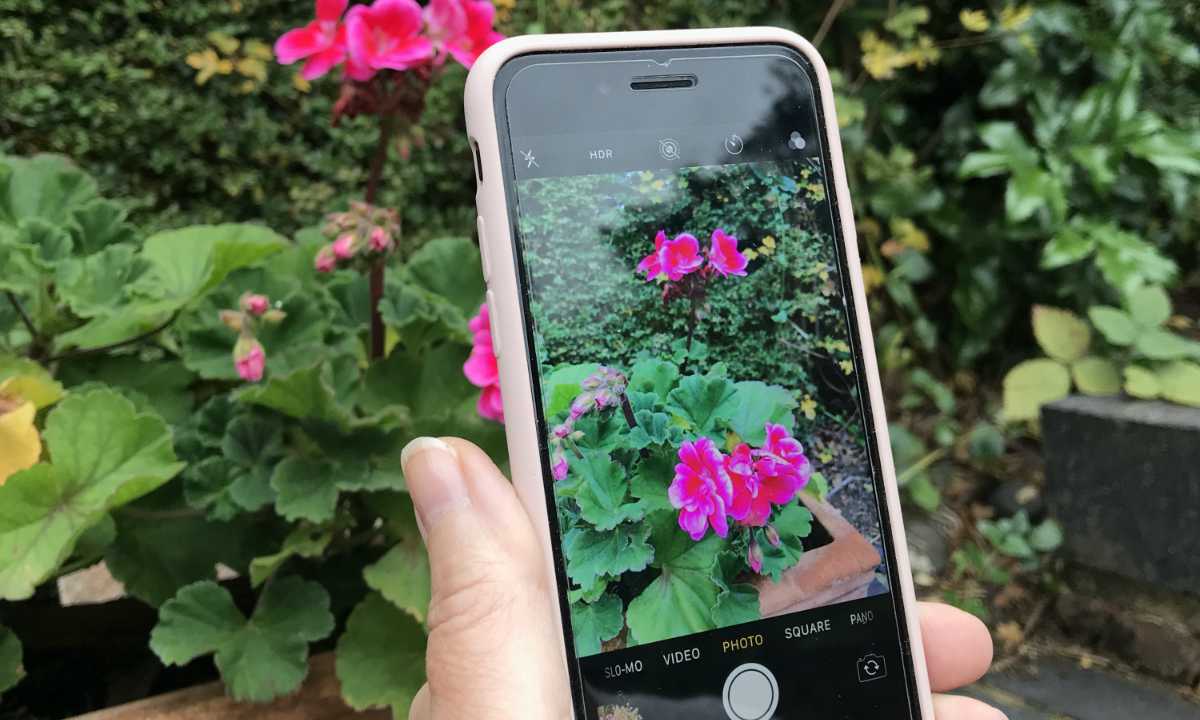 4 of the best free plant identification apps – wise living magazine