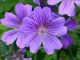 Purple flowering plants