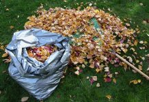 How to make leaf mulch