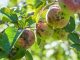 Apple tree pests and diseases
