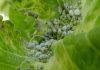 Garden pests in autumn Cabbage aphids