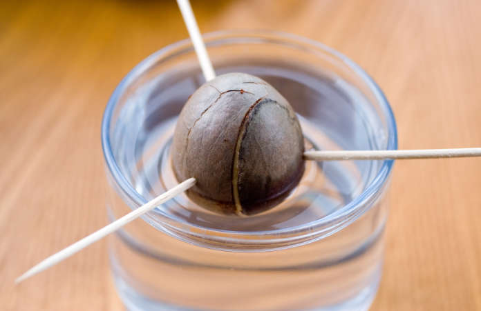 How to grow an avocado at home