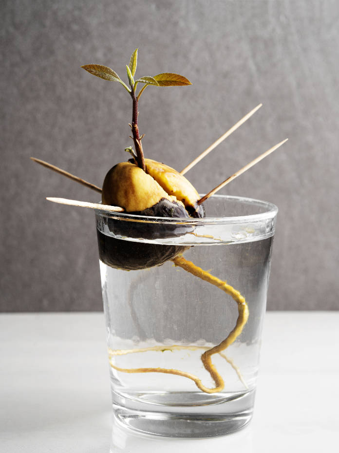 Avocado seed sprouting in water