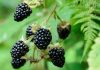 Health benefits of blackberries