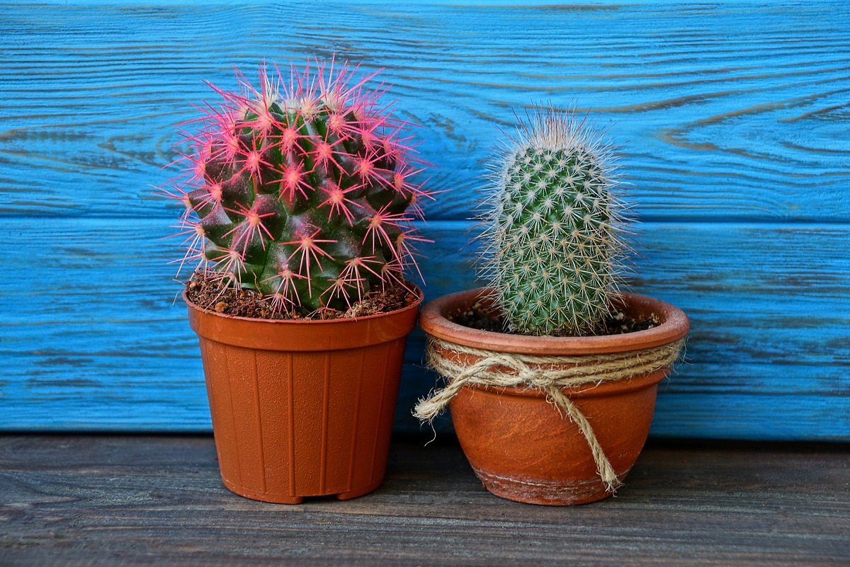 How to look after a cactus houseplant – Wise Living Magazine