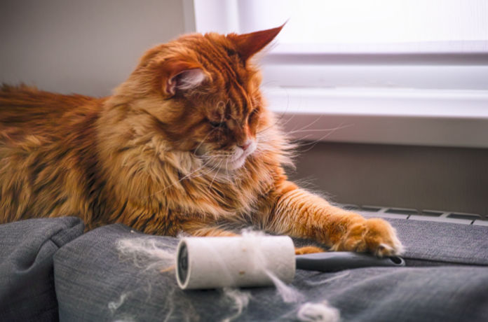 Ginger Maine Coon cat and lint roller with his fur lying on grey couch indoors