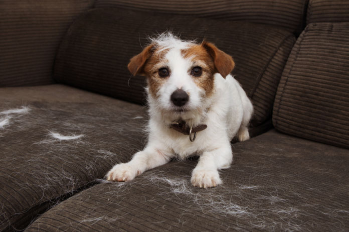 Jack Russell dog shedding hair on sofa