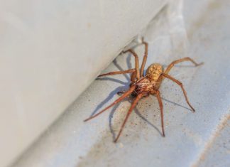 How to stop spiders coming into your home