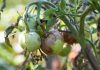 Tomato blight can ruin your crop
