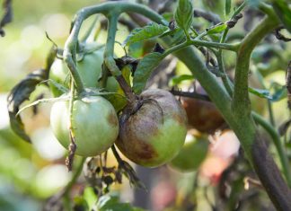 Tomato blight can ruin your crop