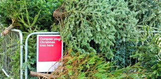Christmas tree recycling guide