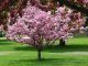 best trees for small gardens