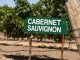 What is Cabernet Sauvignon