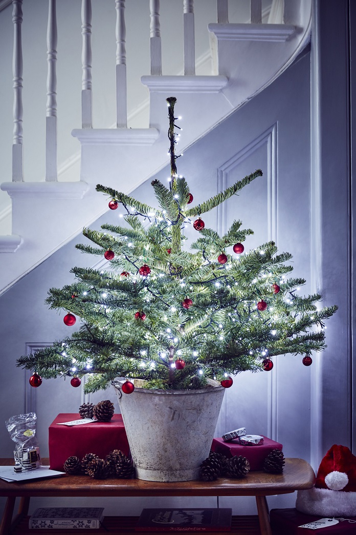 What is the best Christmas tree to buy