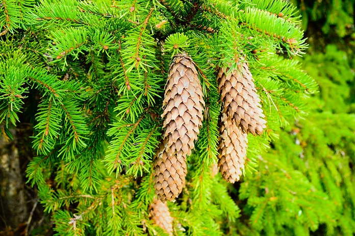 What is the best Christmas tree to buy