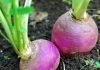 How to grow your own turnips main image