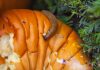 How to protect pumpkins from pests guide