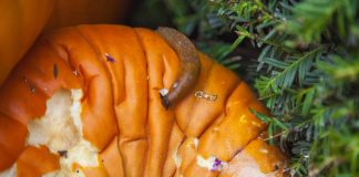 How to protect pumpkins from pests guide