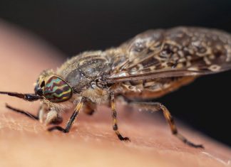 horsefly bites and treatment