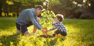 Benefits of planting trees