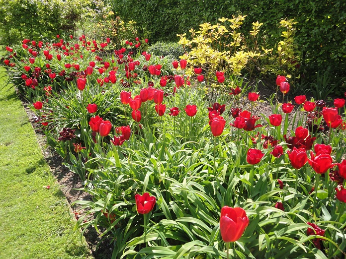 best tulip gardens