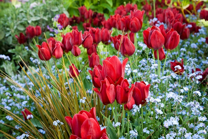 best tulip gardens