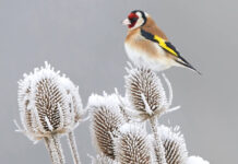 Architectural plants for the garden European Goldfinch resting in its habitat at winter time