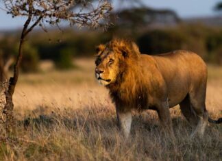 A lion in the Naboisho conservancy (Sarah Marshall/PA)