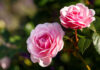 How to plant bare-root roses