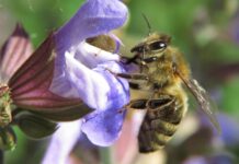 where honeybees thrive