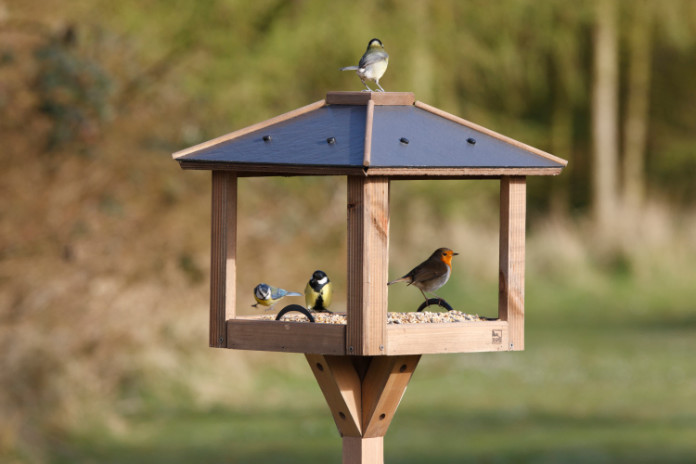 Bird feeder placed up high
