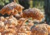 Dried hydrangea flowers can look lovely in winter