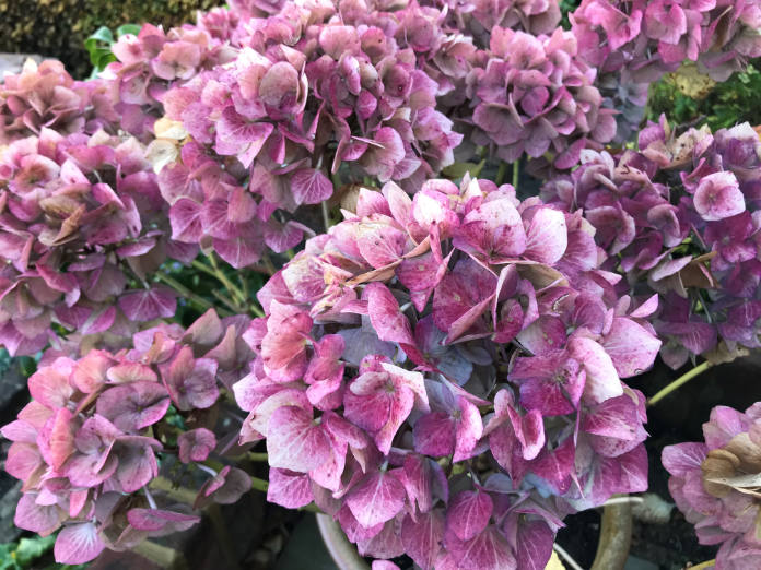 Hydrangea flowerheads