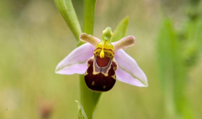 Male bees have been known to try to mate with the flowers of the bee orchid (Royal Botanic Gardens Kew/PA)