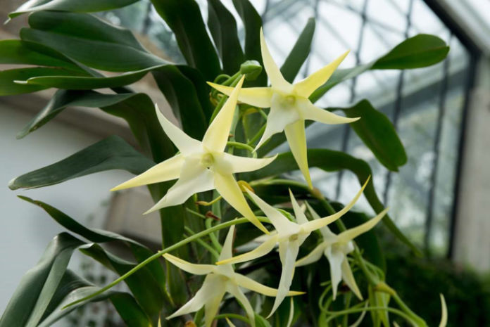 Darwin’s orchid Angraecum sesquipedale is just one of many unusual varieties (Royal Botanic Gardens Kew/PA)