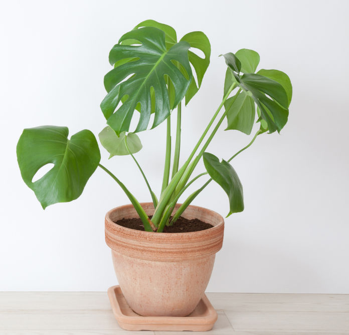 Philodendron in a pot