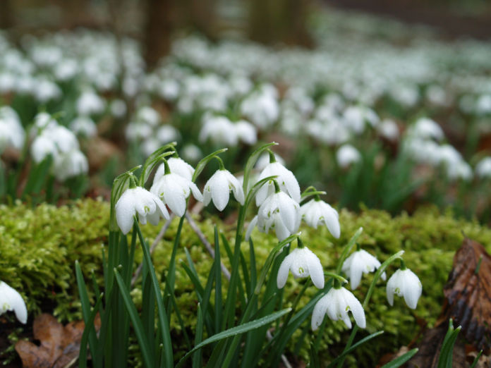 Snowdrops at Ickworth. (National Trust Images/PA)