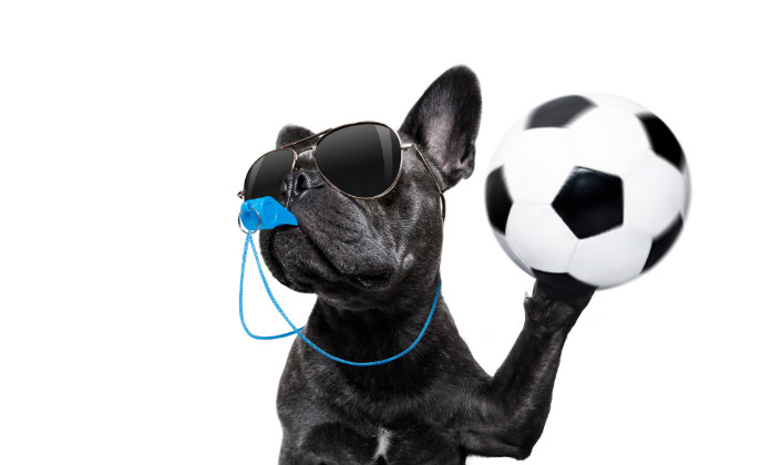 Dog exercising – french bulldog dog blowing blue whistle in mouth ,catching a soccer ball,  isolated on white background