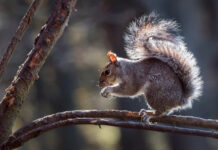 Squirrel proof bird feeders Grey Squirrel eating a nut on a woodland tree branch in Spring sunshine