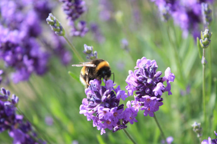 A picture of a Bee on top of a Lavender