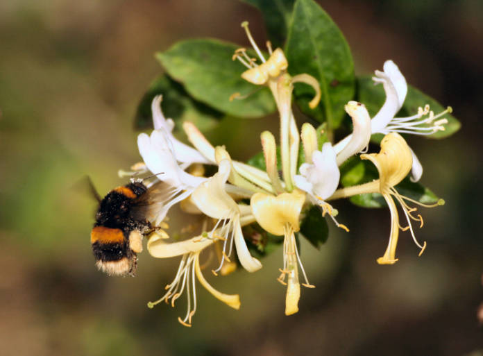 Bumble bee on honeysuckle hovering