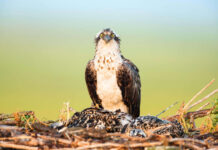Adult Osprey, Pandion haliaetus, sitting in the nest with two chicks hiding low