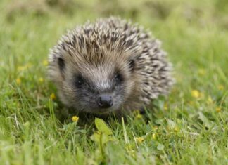 Common dangers to hedgehogs in our gardens