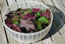 best fresh herbs for salad Purple shiso perilla herb